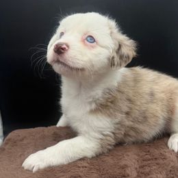 Tatum (On Hold), Champion bred from decades of amazing temperaments - Red merle female Toy Australian Shepherd puppy in Fairview, Tennessee from Hoffman Forest Acres LLC