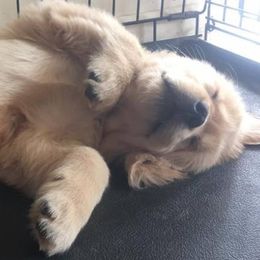 Golden Retrievers from Barefoot Goldens