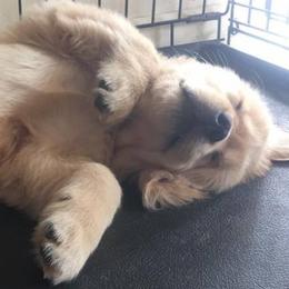 Golden Retrievers from Barefoot Goldens