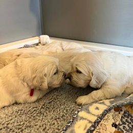Golden Retriever Puppies from West Coast Cream Goldens