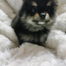 Pomeranian Puppies from Cutie Poms