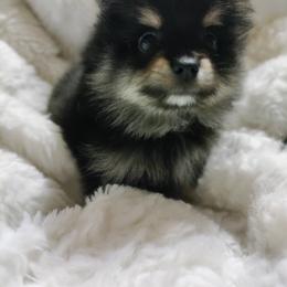 Pomeranian Puppies from Cutie Poms