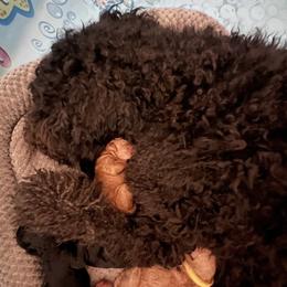 Goldendoodles from CT Doodlez