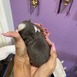 Chihuahua Puppies from King Chihuahuas