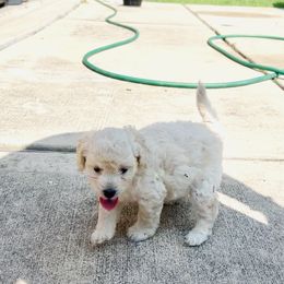 Maltipoo Male looking for parents - Maltipoo