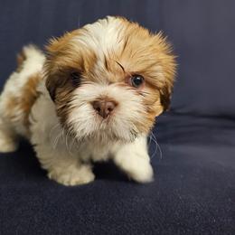Paw-Dmé Amidala - Liver and white female Cavatzu puppy in West Valley City, Utah from Pulley Puppies