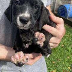 Mountain Cur Puppies from Walnut Ridge Mountain Curs