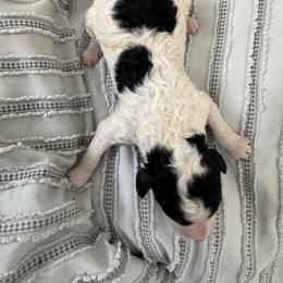 Blue - Black and white male Sheepadoodle puppy in Kissimmee, Florida from Sunflower Family Farms