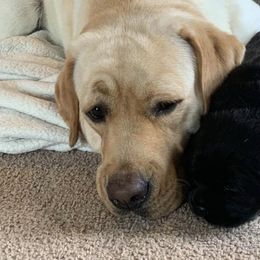 Labrador Retrievers from Steele Labradors