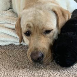 Labrador Retrievers from Steele Labradors