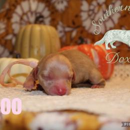 Boo - Cream female Dachshund puppy in Franklinton, Louisiana from Southern Grace Doxies