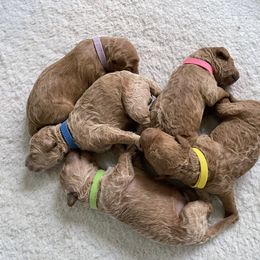 Goldendoodle Puppies from Patton Doodles