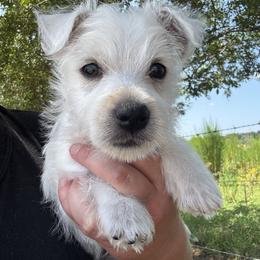 Green girl - White female West Highland White Terrier puppy in Cullman, Alabama from Twin Lake Westies