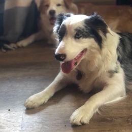 Poppy - Border Collie