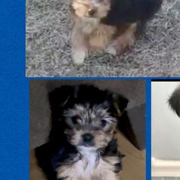 Yorkshire Terriers from Middle Tennessee Teacup Yorkie puppies