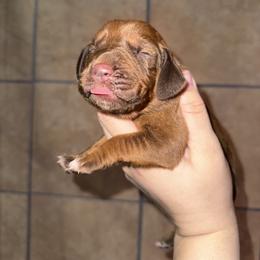 Grey girl - Red female Bloodhound puppy in Conway, Missouri from Ozark Mountain Kennel