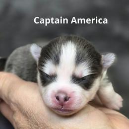 Captain America - Blue male Pomsky puppy in Fredericksburg, Virginia from Purely Pomskies