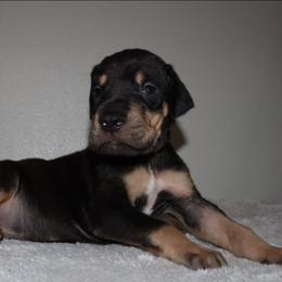 Ollie - Black male Great Dane puppy in Edinburg, Texas from Chestnut Great Danes