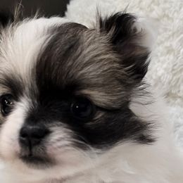 Molly - Pomeranian puppy from Lollipoppoms