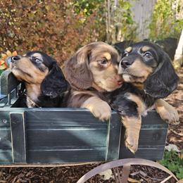 Dachshund puppies from Pine & Paws Dachshunds