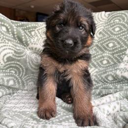 Nehi - Black and red female German Shepherd puppy in Coplay, Pennsylvania from By My Side Germans Shepherds & Dobermans