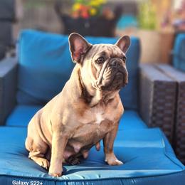 Nala - French Bulldog