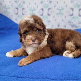 Brown Merle Boy - Merle male Bernedoodle puppy in Poplar Grove, Illinois from Awesome Paws