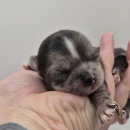 Bracco Italiano and Chihuahua Puppies from Snow Peak Kennel