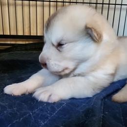 Sofie, white collar - Red and white female Alaskan Malamute puppy in Grayson County, Virginia from River Bend Malamutes