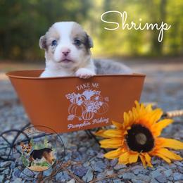 Shrimp - Blue merle and white male American Corgi puppy in Cameron, North Carolina from Butts Family Corgis