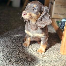 Hershey Kisses - Chocolate and tan female Dachshund puppy in Pasco, Washington from G & G Kennel