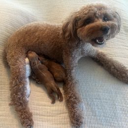 Kirby - Red male Cavapoo puppy in Glendale, Arizona from Dashing Dogs