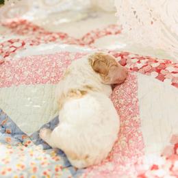 Poodle Puppies from Setting the Standard Poodles