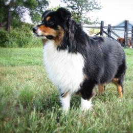 Hazel - Australian Shepherd