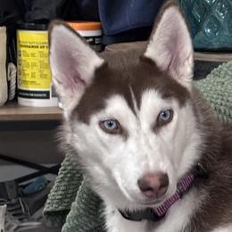 Siberian Huskies from Appalachian Siberians LLC