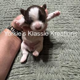 ISABELL - Parti female Yorkshire Terrier puppy in Dierks, Arkansas from Yorkie’s Klassie Kreations