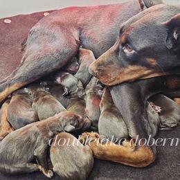 Girl2 - Red and rust female Doberman Pinscher puppy in Aurora, Indiana from Double-Take Doberman Kennels