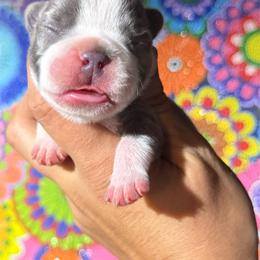 Female 1 - Blue female French Bulldog puppy in Monterey, Louisiana from McaysKennels