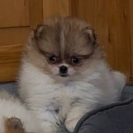 Girl 2 - Orange parti female Pomeranian puppy in Silver Springs, New York from Humehill
