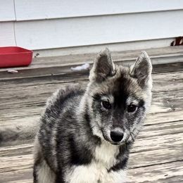 Juniper - Black and white female Siberian Husky puppy in Mechanicsville, Virginia from Shinko Siberians