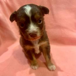 Teddy - Red tri male Toy Australian Shepherd puppy in Miami, Oklahoma from HighEnd Aussies