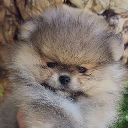 Reilly - Orange sable Pomeranian puppy in Three Rivers, California from Mountain Mama's Poms