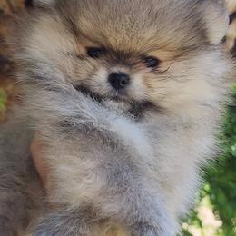 Reilly - Orange sable Pomeranian puppy in Three Rivers, California from Mountain Mama's Poms