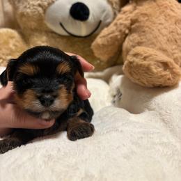 Benedict - Black and tan male Yorkshire Terrier puppy in Illinois from Pretty Little Yorkies
