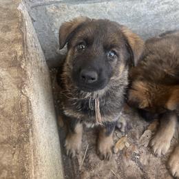 Lotus (lilac) - Sable female German Shepherd puppy in Boerne, Texas from Sudenblick German Shepherds