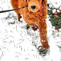 Poodle Puppies from Catoctin Furnace Standard Poodles