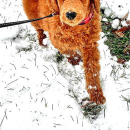 Poodle Puppies from Catoctin Furnace Standard Poodles