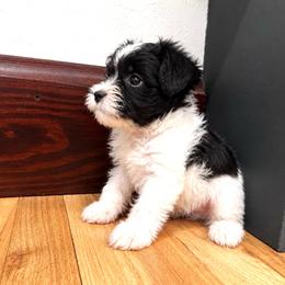 Boy 1 - Parti male Miniature Schnauzer puppy in El Reno, Oklahoma from Shannon's Miniature Schnauzers