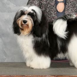 Keeper - Havanese