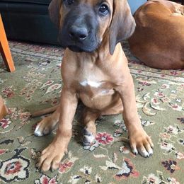 Rhodesian Ridgeback Puppies from Supernova Ridgebacks